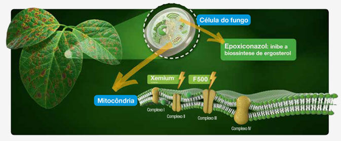 Epoxiconazol: inibe a biossíntese de ergosterol